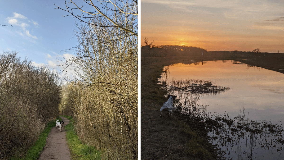 The Path to Dog Park: A Designer Diary on Board Game Geek