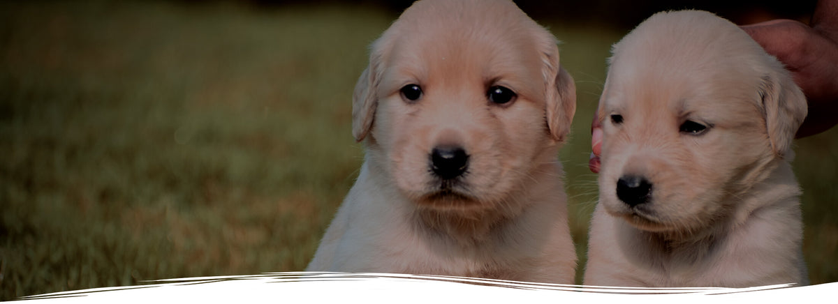 128 Buenos Perros: ¿puedes Identificarlos A Todos? Por Games | Envío Gratis